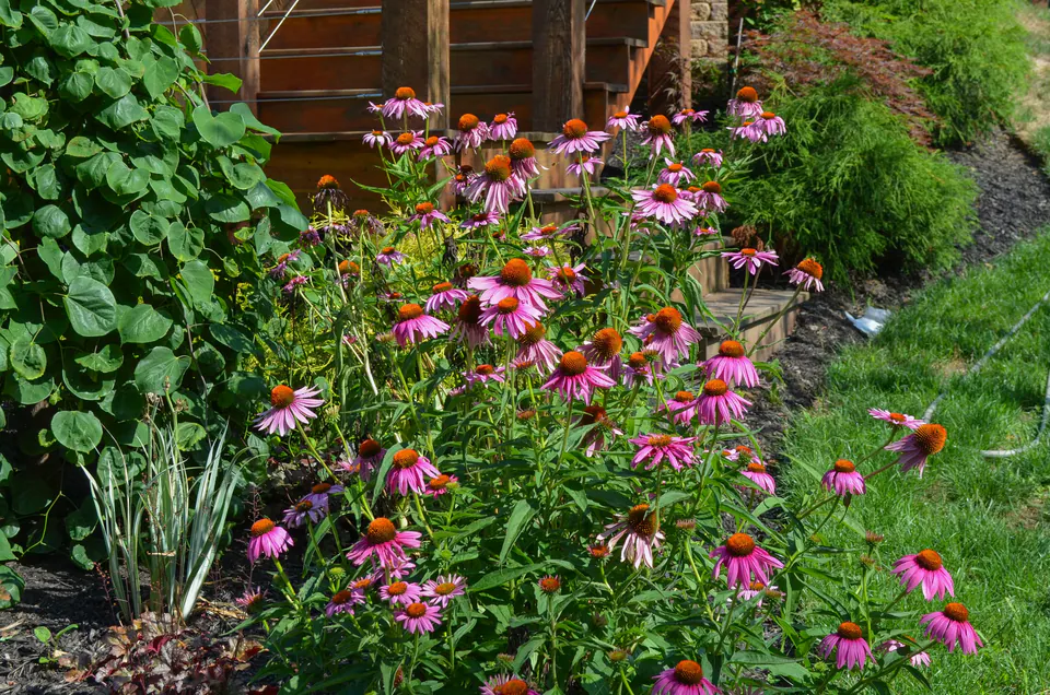 Close view of purple coneflowers and perennial planting beside steps and the covered outdoor room.